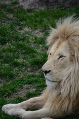 White Lion Lying in the Grass
