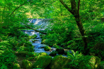 木谷沢渓流（鳥取県 日野郡江府町）