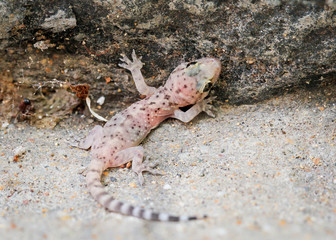 Gran-Canaria-Rieseneidechse, Kanareneidechse, Gekko 