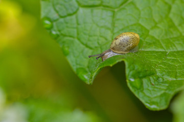 Small Snail on a Leaf