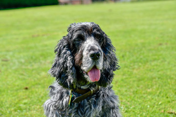 Cocker