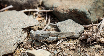 Grashüpfer, Grille auf kargen Boden 