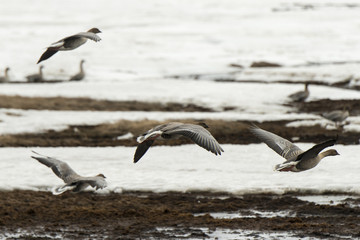 Oie à bec court,.Anser brachyrhynchus, Pink footed Goose, archipel du Spitzberg