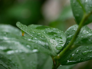 Drops on leave after rain
