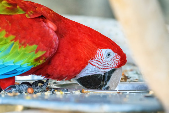 red macaw eats in zoo