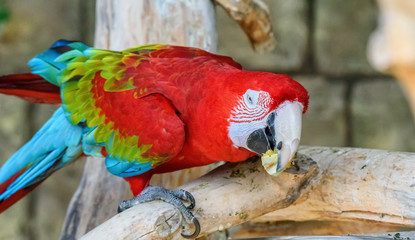 red macaw eats in zoo © shymar27