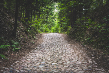 Cobblestone uphill road in deep ancient forest