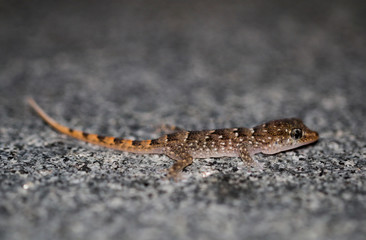 Gran-Canaria-Rieseneidechse, Kanareneidechse, Gekko 