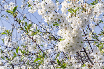 Spring, branch of blossoming cherry on blue sky background.