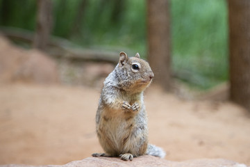 Fototapeta premium Squirrel