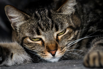 Portrait einer Katze 