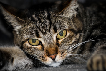 Portrait einer Katze 
