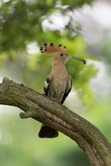 Upupa con insetto nel becco (Upupa epops)