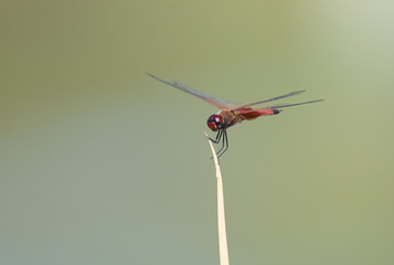 Summer orange dragonfly resting on a stick