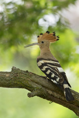 Upupa (Upupa epops)