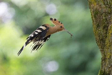 Upupa in volo nel bosco (Upupa epops)