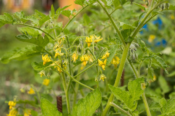 Young Plants Of Tomato With Yellow Flowers Growing In Vegetable Garden In Summertime Close Up.