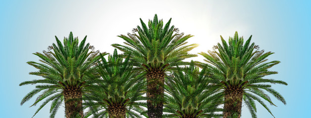 Collage of tropical palm trees against a blue background.