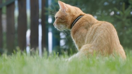 Cat Image Playing on the House Backyard