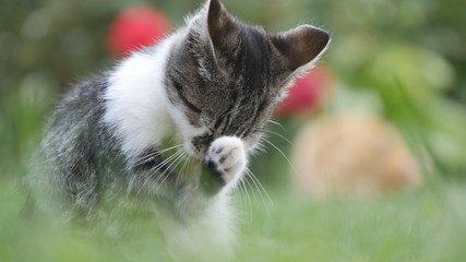 Little Cat Image Playing on the House Backyard