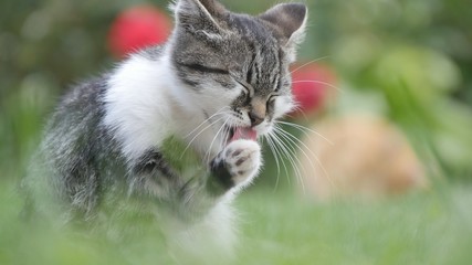 Little Cat Image Playing on the House Backyard