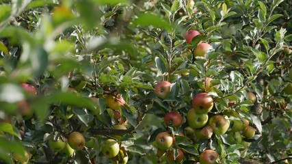 Farm Image With Apple Trees Orchard in Autumn Season