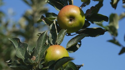 Red Apples on Tree Branches in Farm Orchard