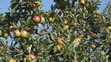 Farm Orchard With Bunch of Red and Ripe Apples on Tree Branches