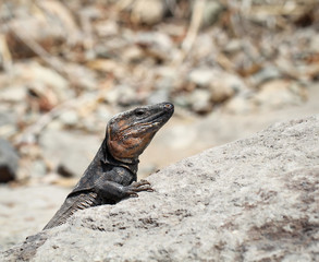 Gran-Canaria-Rieseneidechse, Kanareneidechse, Gekko 