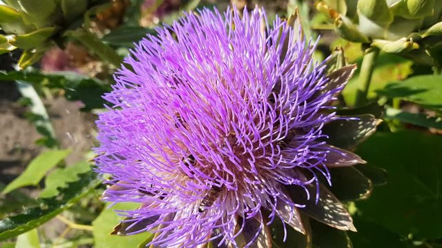 Bees collecting pollen and nectar on flowers artichoke. Sunny day, light breeze.