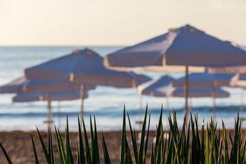 view of the beach and the sea through plants