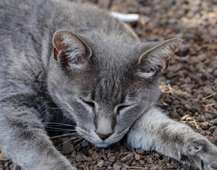 Portrait einer Katze 