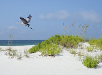Great Blue Heron Flies Over White Sand Florida Beach