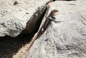 Gran-Canaria-Rieseneidechse, Kanareneidechse, Gekko 