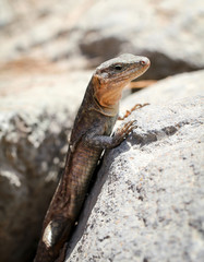 Gran-Canaria-Rieseneidechse, Kanareneidechse, Gekko 