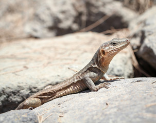 Gran-Canaria-Rieseneidechse, Kanareneidechse, Gekko 