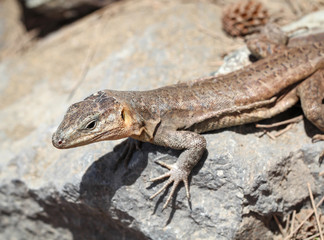Gran-Canaria-Rieseneidechse, Kanareneidechse, Gekko 