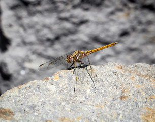 Gran-Canaria-Rieseneidechse, Kanareneidechse, Gekko 