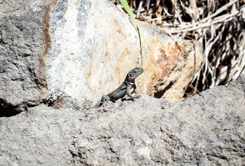 Gran-Canaria-Rieseneidechse, Kanareneidechse, Gekko 