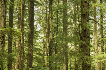 thick green tree coniferous forest