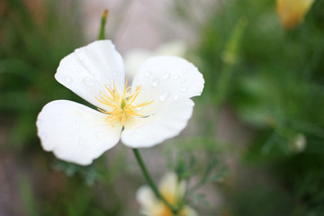 Obraz na płótnie Canvas White flower in the garden