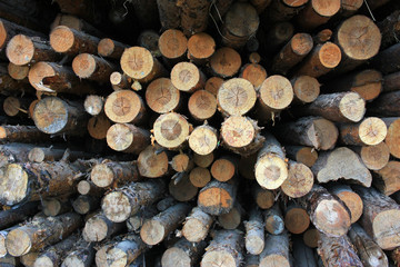 Logs in the sawmill