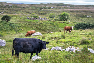 Cows in the Irish Countryside