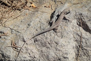 Gran-Canaria-Rieseneidechse, Kanareneidechse, Gekko 