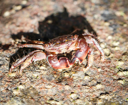 Krabbe auf einem Stein