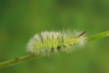Buchensteck-Raupe