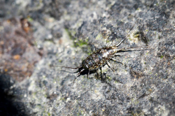 Assel, Wasserassel, Urtier