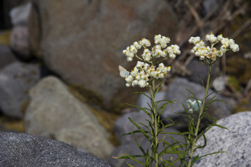 Small blue/plebejus butterfly on white flowers by rocks in Mount Rainier National Park, WA, USA