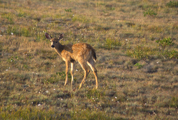 Fawn black tailed deer, Hurricane Ridge, Olympic National Park, WA, USA