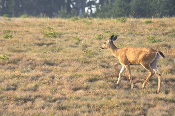 Doe black tailed deer, Hurricane Ridge, Olympic National Park, WA, USA